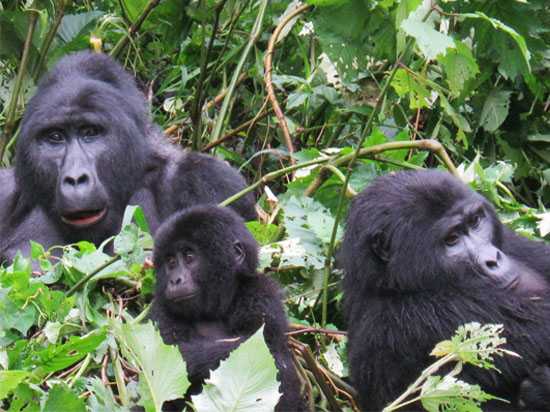 gorillas-bwindi-impenetrable-forest Gorillas in Bwindi impenetrable forest