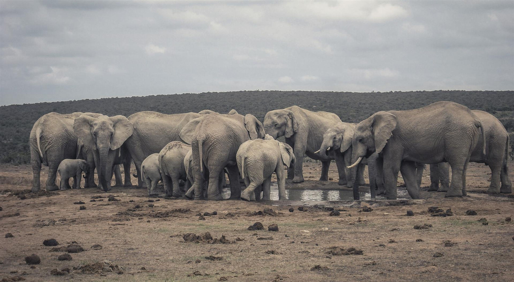 Eine Herde Elefanten an einem Wasserloch im Addo Elephant Nationalpark, Ostkap