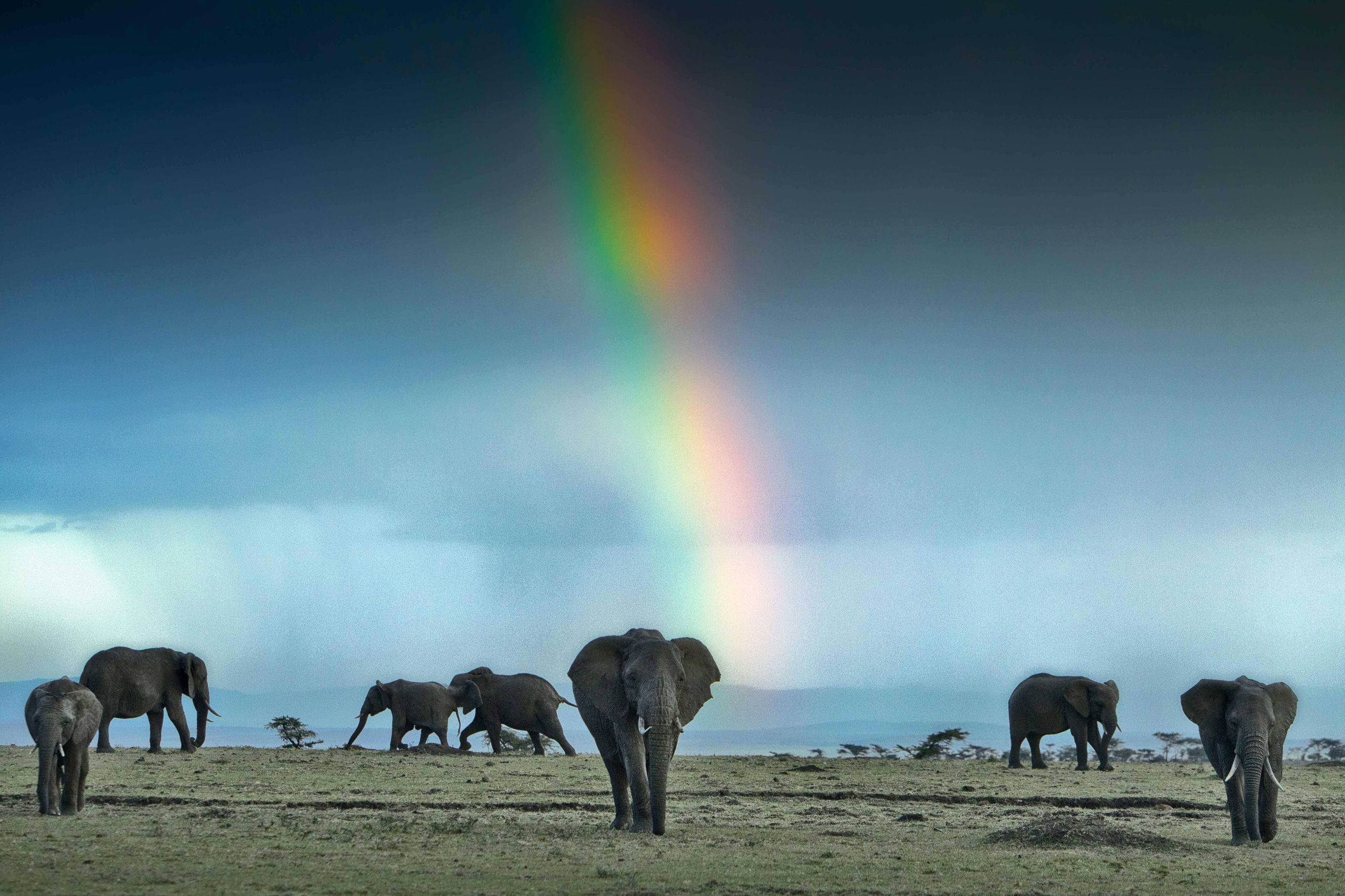 elephants-serengeti The Serengeti's wildlife population and diversity unparalleled which is why it's one of the leading East African attractions