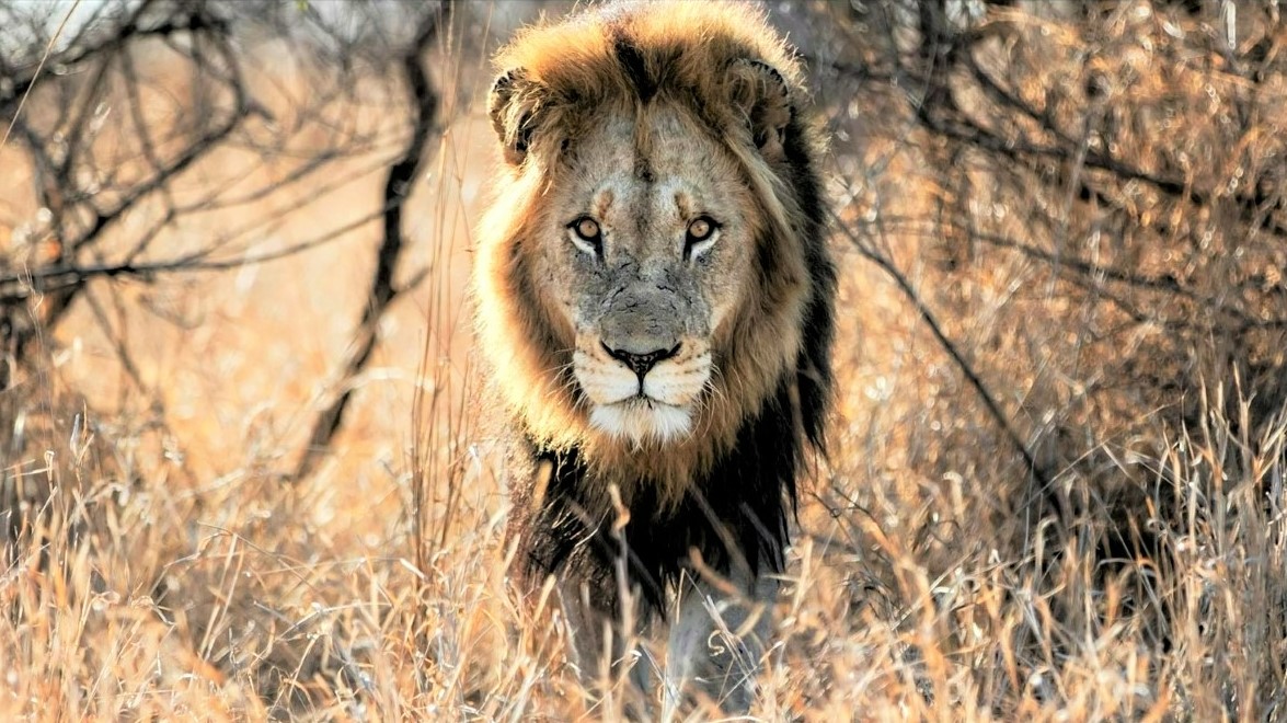 Lion-Kruger-National-Park Majestic lion in Kruger National Park – Botswana vs. Kruger National Park