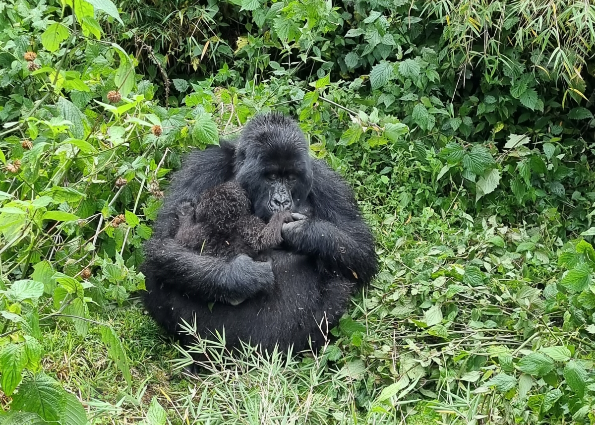 Mother-gorilla-and-baby-volcanoes-national-park-rwanda-allison-bothma Mother gorilla nursing her baby
