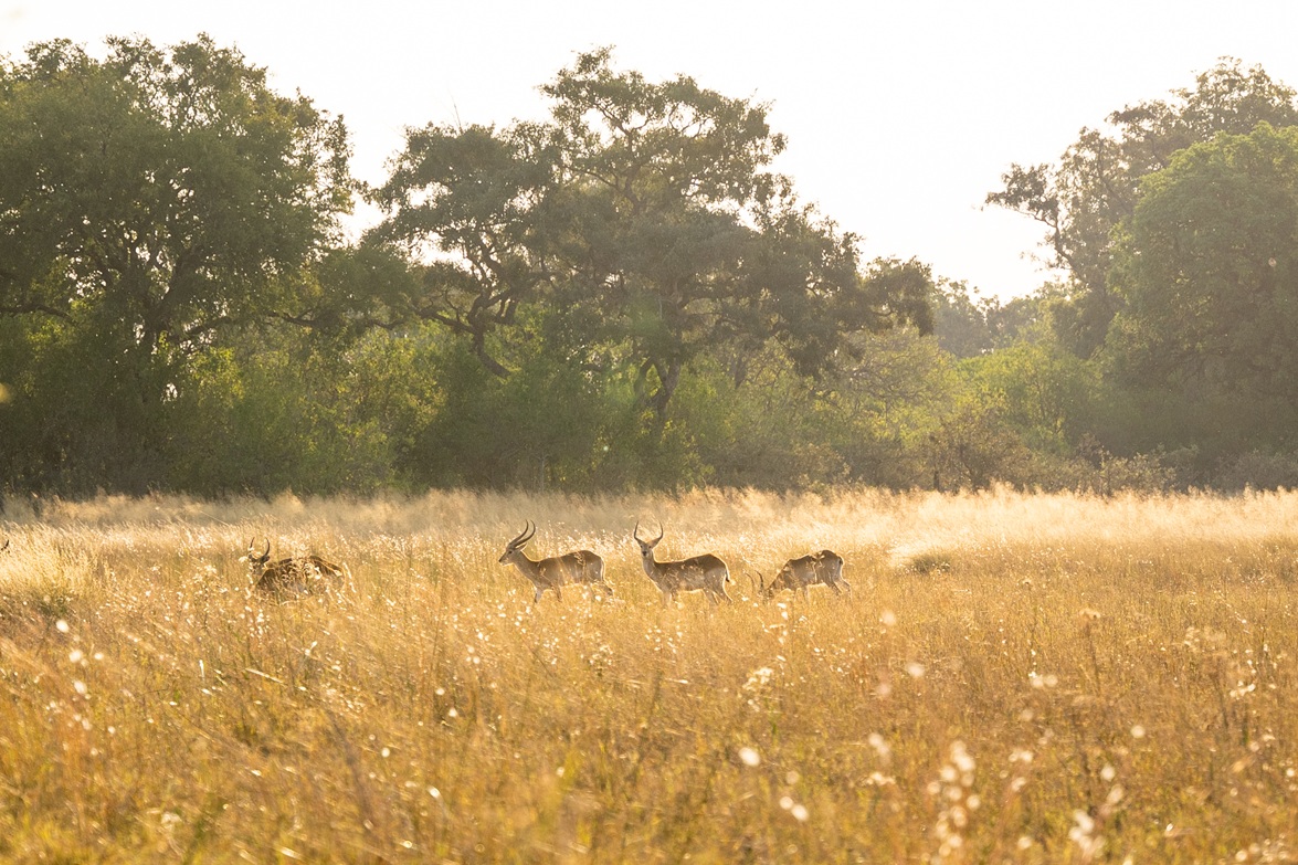 4-rivers-camp-wildlife-photography Buck photographed in the soft morning light at 4 Rivers Camp in the Okavango Delta, Botswana