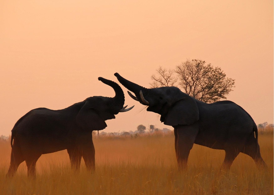 4_rivers_camp_-_wildlife__scenery_-_6 Two elephants photographed at sunset in Botswana at 4 Rivers Camp