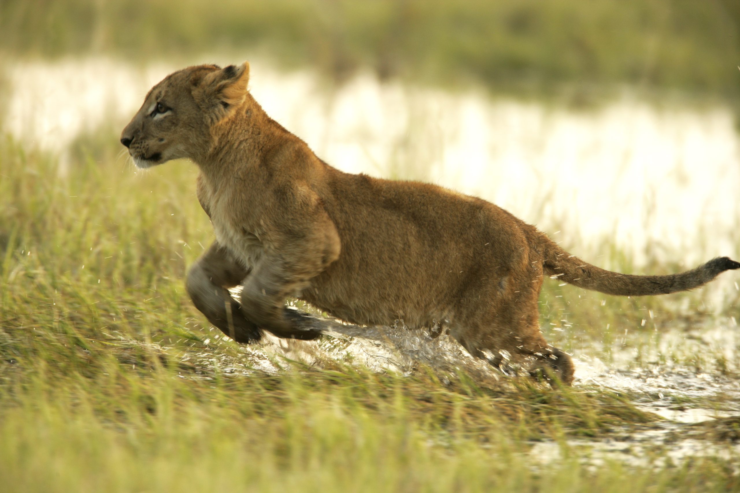 _copyright_beverly_joubert_duba_wildlife_botswana_3998 Lion cub photographed in action in Botswana