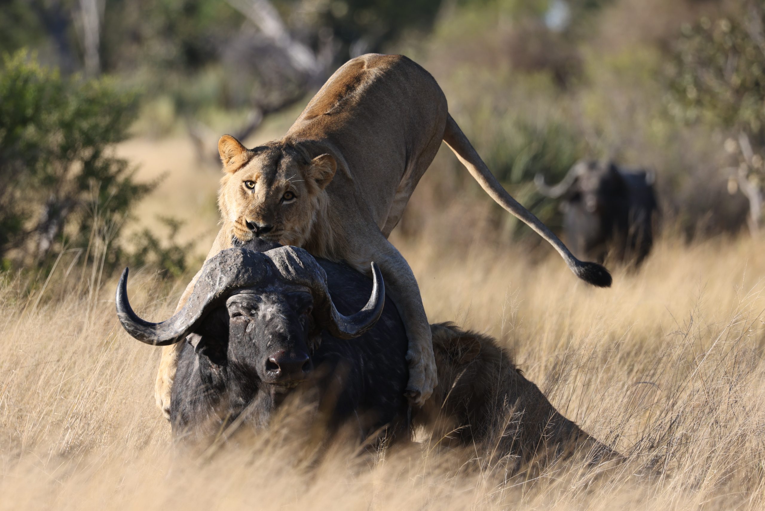 Action 1 Action shot of a lioness attacking an African buffalo